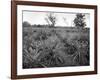 Pineapple Grove, Jamaica, C1905-Adolphe & Son Duperly-Framed Giclee Print