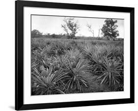 Pineapple Grove, Jamaica, C1905-Adolphe & Son Duperly-Framed Giclee Print