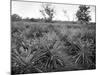 Pineapple Grove, Jamaica, C1905-Adolphe & Son Duperly-Mounted Giclee Print