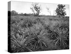 Pineapple Grove, Jamaica, C1905-Adolphe & Son Duperly-Stretched Canvas