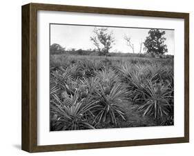 Pineapple Grove, Jamaica, C1905-Adolphe & Son Duperly-Framed Giclee Print