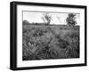 Pineapple Grove, Jamaica, C1905-Adolphe & Son Duperly-Framed Giclee Print