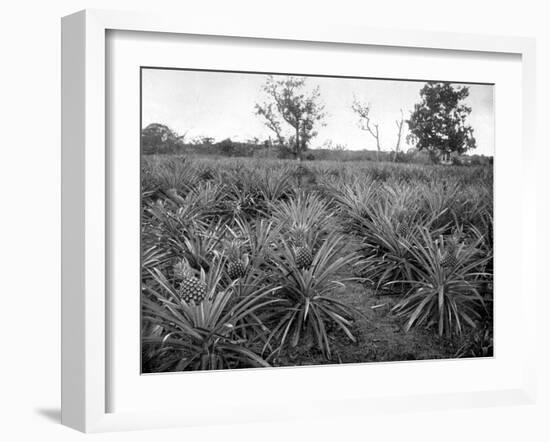 Pineapple Grove, Jamaica, C1905-Adolphe & Son Duperly-Framed Giclee Print