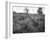 Pineapple Grove, Jamaica, C1905-Adolphe & Son Duperly-Framed Giclee Print