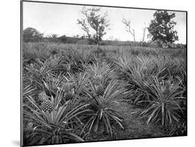 Pineapple Grove, Jamaica, C1905-Adolphe & Son Duperly-Mounted Giclee Print