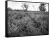 Pineapple Grove, Jamaica, C1905-Adolphe & Son Duperly-Framed Stretched Canvas