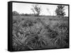 Pineapple Grove, Jamaica, C1905-Adolphe & Son Duperly-Framed Stretched Canvas