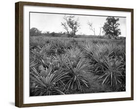 Pineapple Grove, Jamaica, C1905-Adolphe & Son Duperly-Framed Giclee Print