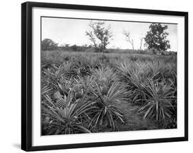 Pineapple Grove, Jamaica, C1905-Adolphe & Son Duperly-Framed Giclee Print