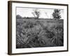 Pineapple Grove, Jamaica, C1905-Adolphe & Son Duperly-Framed Giclee Print