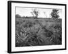 Pineapple Grove, Jamaica, C1905-Adolphe & Son Duperly-Framed Giclee Print