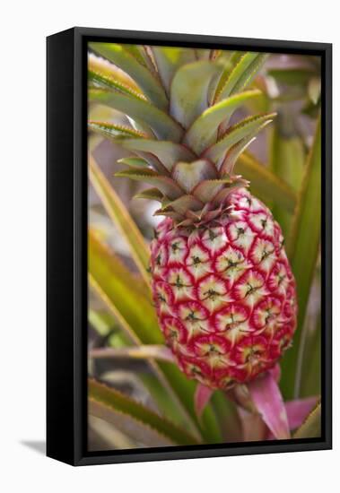 Pineapple Growing on the Dole Pineapple Plantation-Jon Hicks-Framed Stretched Canvas
