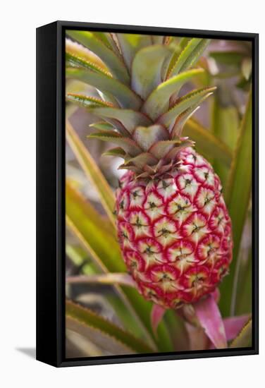 Pineapple Growing on the Dole Pineapple Plantation-Jon Hicks-Framed Stretched Canvas