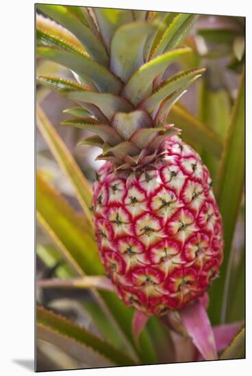 Pineapple Growing on the Dole Pineapple Plantation-Jon Hicks-Mounted Premium Photographic Print