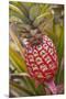 Pineapple Growing on the Dole Pineapple Plantation-Jon Hicks-Mounted Premium Photographic Print