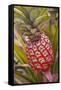 Pineapple Growing on the Dole Pineapple Plantation-Jon Hicks-Framed Stretched Canvas