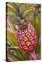 Pineapple Growing on the Dole Pineapple Plantation-Jon Hicks-Stretched Canvas