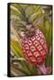 Pineapple Growing on the Dole Pineapple Plantation-Jon Hicks-Framed Stretched Canvas