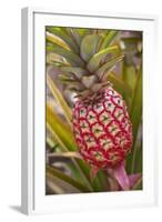 Pineapple Growing on the Dole Pineapple Plantation-Jon Hicks-Framed Photographic Print