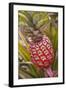 Pineapple Growing on the Dole Pineapple Plantation-Jon Hicks-Framed Photographic Print