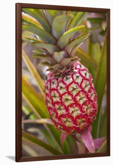 Pineapple Growing on the Dole Pineapple Plantation-Jon Hicks-Framed Photographic Print