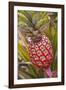 Pineapple Growing on the Dole Pineapple Plantation-Jon Hicks-Framed Photographic Print