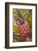 Pineapple Growing on the Dole Pineapple Plantation-Jon Hicks-Framed Photographic Print