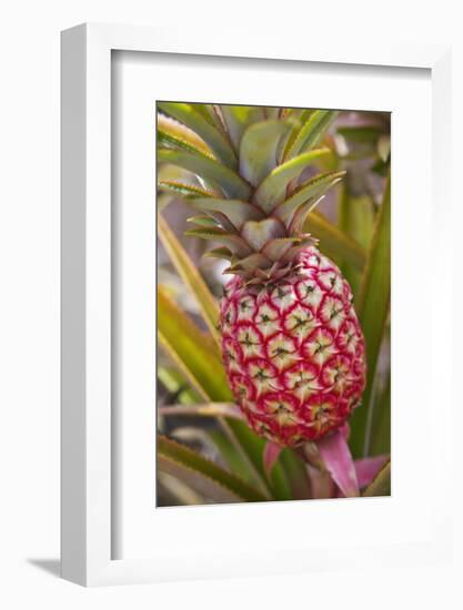 Pineapple Growing on the Dole Pineapple Plantation-Jon Hicks-Framed Photographic Print