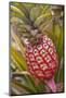 Pineapple Growing on the Dole Pineapple Plantation-Jon Hicks-Mounted Photographic Print