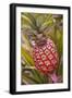 Pineapple Growing on the Dole Pineapple Plantation-Jon Hicks-Framed Photographic Print