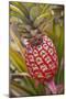 Pineapple Growing on the Dole Pineapple Plantation-Jon Hicks-Mounted Photographic Print