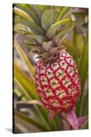 Pineapple Growing on the Dole Pineapple Plantation-Jon Hicks-Stretched Canvas