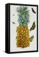 Pineapple Illustration from the Little Book of Wonders of the Tropics-null-Framed Stretched Canvas