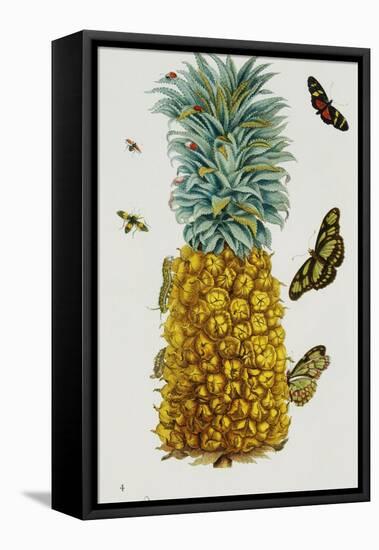 Pineapple Illustration from the Little Book of Wonders of the Tropics-null-Framed Stretched Canvas