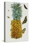 Pineapple Illustration from the Little Book of Wonders of the Tropics-null-Stretched Canvas