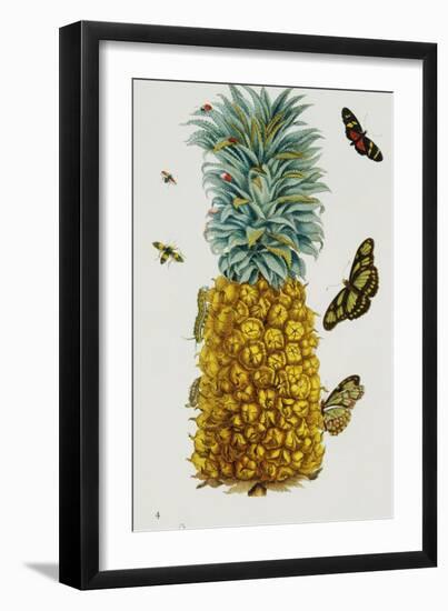 Pineapple Illustration from the Little Book of Wonders of the Tropics-null-Framed Giclee Print