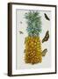 Pineapple Illustration from the Little Book of Wonders of the Tropics-null-Framed Giclee Print