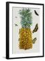 Pineapple Illustration from the Little Book of Wonders of the Tropics-null-Framed Giclee Print