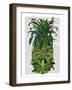 Pineapple, Monkeys-Fab Funky-Framed Art Print