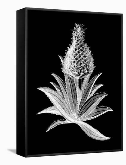 Pineapple Noir I-Vision Studio-Framed Stretched Canvas