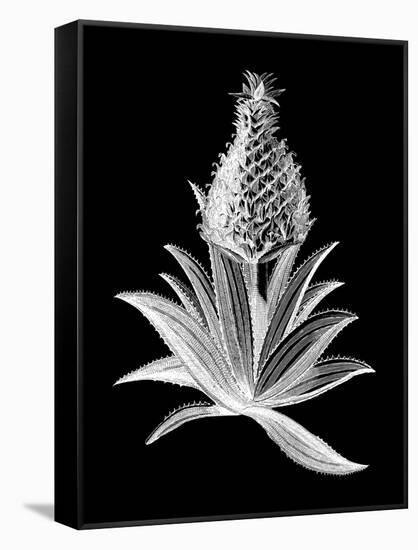 Pineapple Noir I-Vision Studio-Framed Stretched Canvas