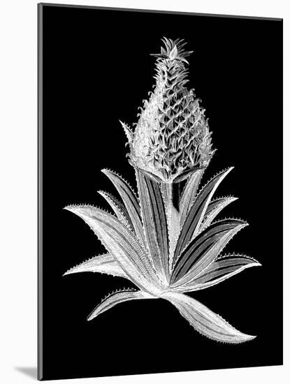 Pineapple Noir I-Vision Studio-Mounted Art Print