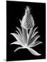 Pineapple Noir I-Vision Studio-Mounted Art Print