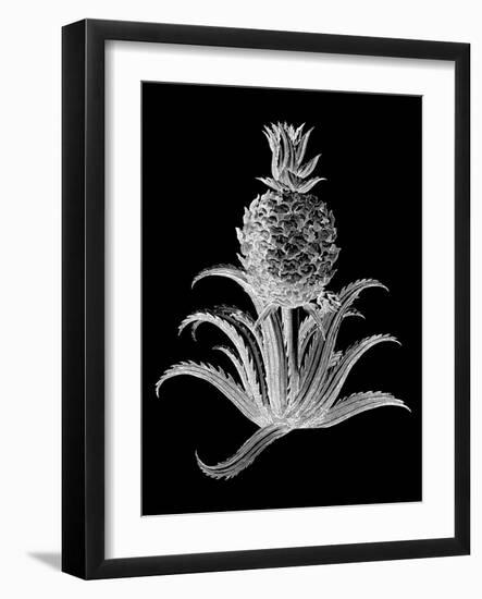 Pineapple Noir II-Vision Studio-Framed Art Print