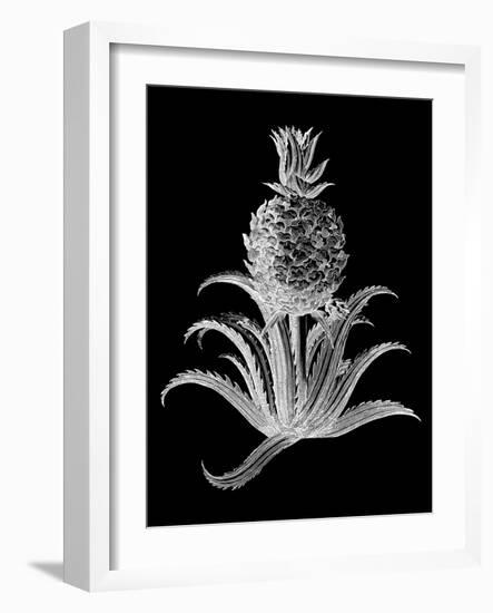 Pineapple Noir II-Vision Studio-Framed Art Print