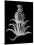 Pineapple Noir II-Vision Studio-Mounted Art Print