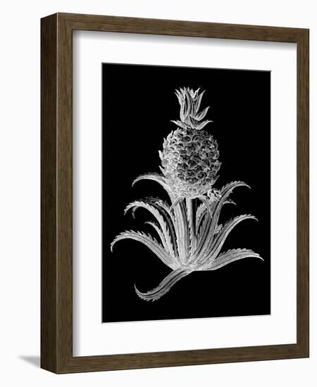 Pineapple Noir II-Vision Studio-Framed Art Print