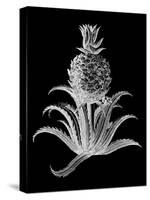Pineapple Noir II-Vision Studio-Stretched Canvas