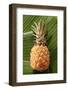 Pineapple on Banana Leaves-Foodcollection-Framed Photographic Print