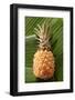 Pineapple on Banana Leaves-Foodcollection-Framed Photographic Print